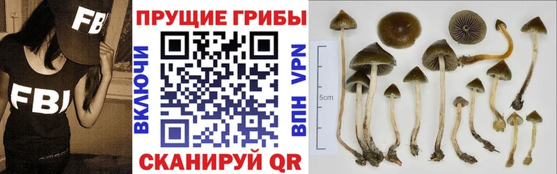где найти   Облучье  Галлюциногенные грибы прущие грибы 